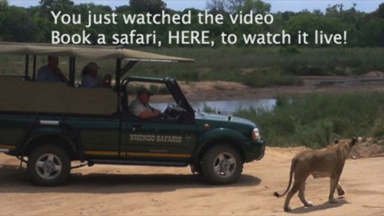 Leopard Is Here For Room-service! - Latest Wildlife Sightings