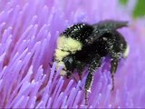 Bugging a Bombus