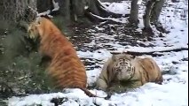Tigers Playing in the Snow