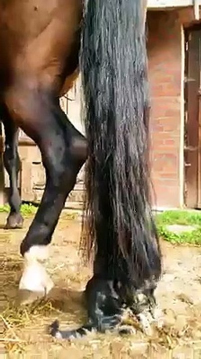 Un chat accroché dans la queue d'un cheval