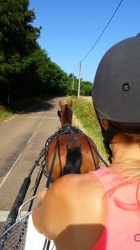 cheval franche montagne Attelage bois naison opus et nath