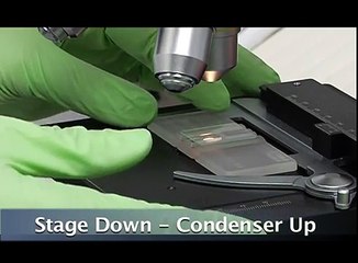 4 White Cell Count:  Microscope Check