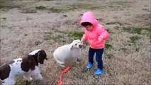 Puppy, Cocker Spaniels and Baby Playing Together   Enchanted English Cream Golden Retriever