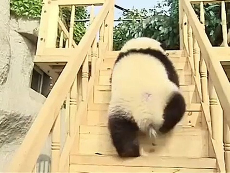 We have #fun with the #panda