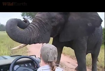 Feb 8 WildEarth Safari AM Drive: Tara and Andrew have a close encounter with a bull elephant