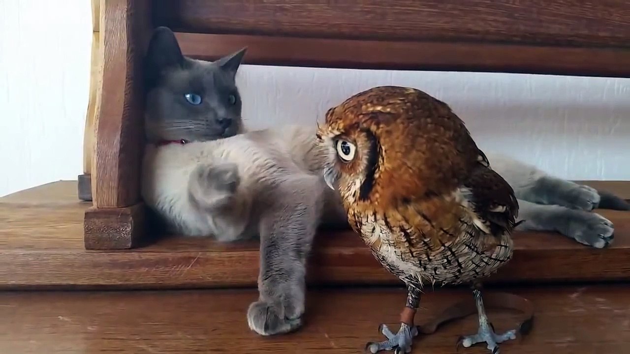 Uma Bela Amizade de uma Coruja e um Gato
