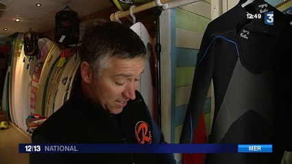 You, un phoque amical mais sauvage