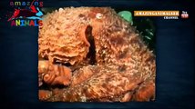 Гигантский осьминог напал на оператора / Нападения животных на людей