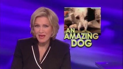 Le chien qui connaissait 1000 mots différents