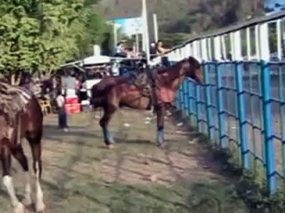 Toros Coleados
