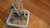 Bearded dragon - Emaciated eating food Years of pet shop neglect.  3.