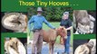 EHC Tools & Mini Horse Hoof Triming