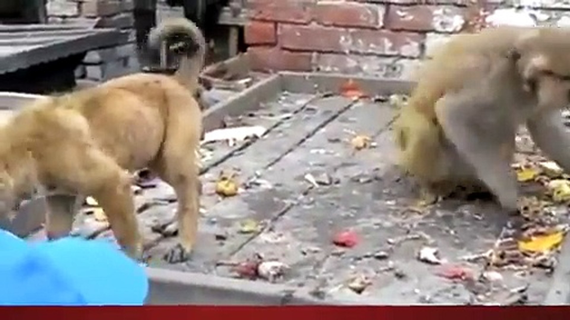 Dog and Monkey - Funny video - video Dailymotion