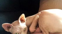 Marilyn,  the snuggly white sphynx