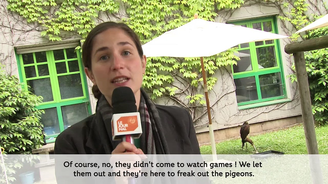 Josephine Explorer & French Open's Falcons