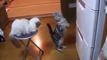 Cat Wants the Fridge Open - Funny! - Кот Просит Открыть Холодильник- Прикол!
