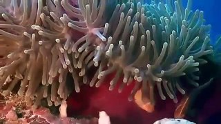 Ocean s Depths Discoveries