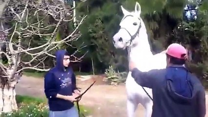 Proses Perkawinan Kuda