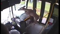 OMG!!! Deer Jumps into Bus accidently