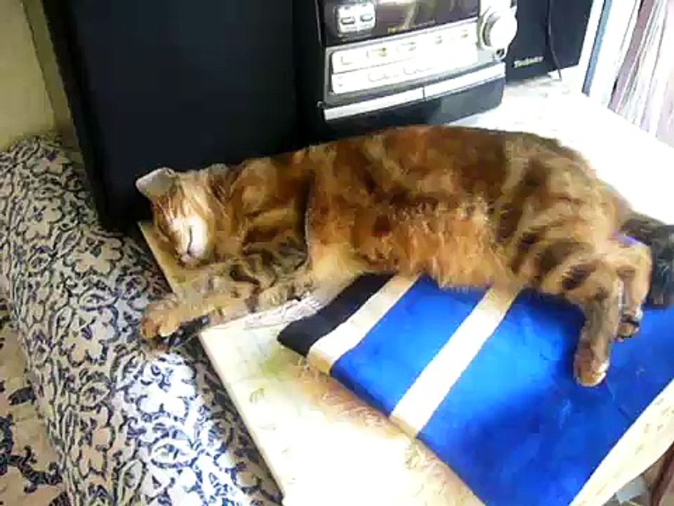 chat cauchemardesque