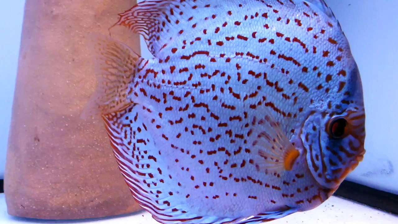 DISCUS PASSIE.nl: PIWOWARSKI Cobalt Blue Turquoise discus pair