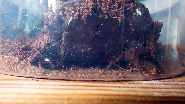 Chaco golden knee tarantula (Grammostola Pulchripes) sling Feeding 2 BEING LAZY