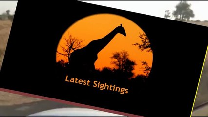 Lioness Carrying Her Cub - 30 June 2013 - Latest Sightings