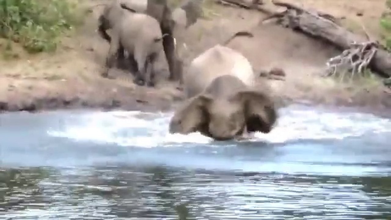 Crocodile Attacks Elephant