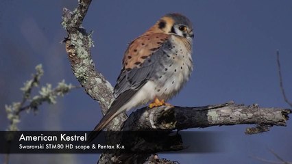 American Kestrel video digiscoped with Swarovski Optik STM80HD