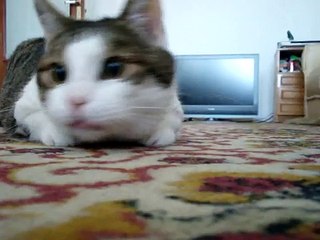 野呂ハンター - 1 -  NORO the hunter - 1 -