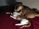 Bella (Shiba Inu) and Foreman (the cat)