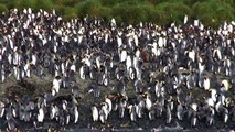 Subantarctic Wildlife at Macquarie-, Campbell-, Auckland- and Snares Island
