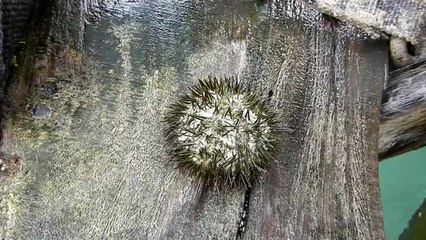 Sea Urchin on the move