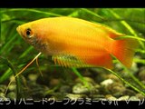 ０からのゆっくり水草水槽・熱帯魚に挑戦！pt③