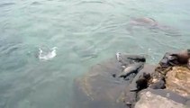León marino o Lobo marino de las Islas Galápagos. Sea lion