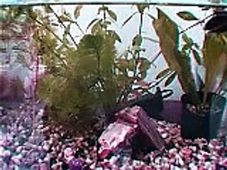 Video of Artemis and Erebus :D