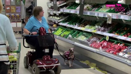 Amos the Chinese Crested Hairless Wonder | Extraordinary Dogs