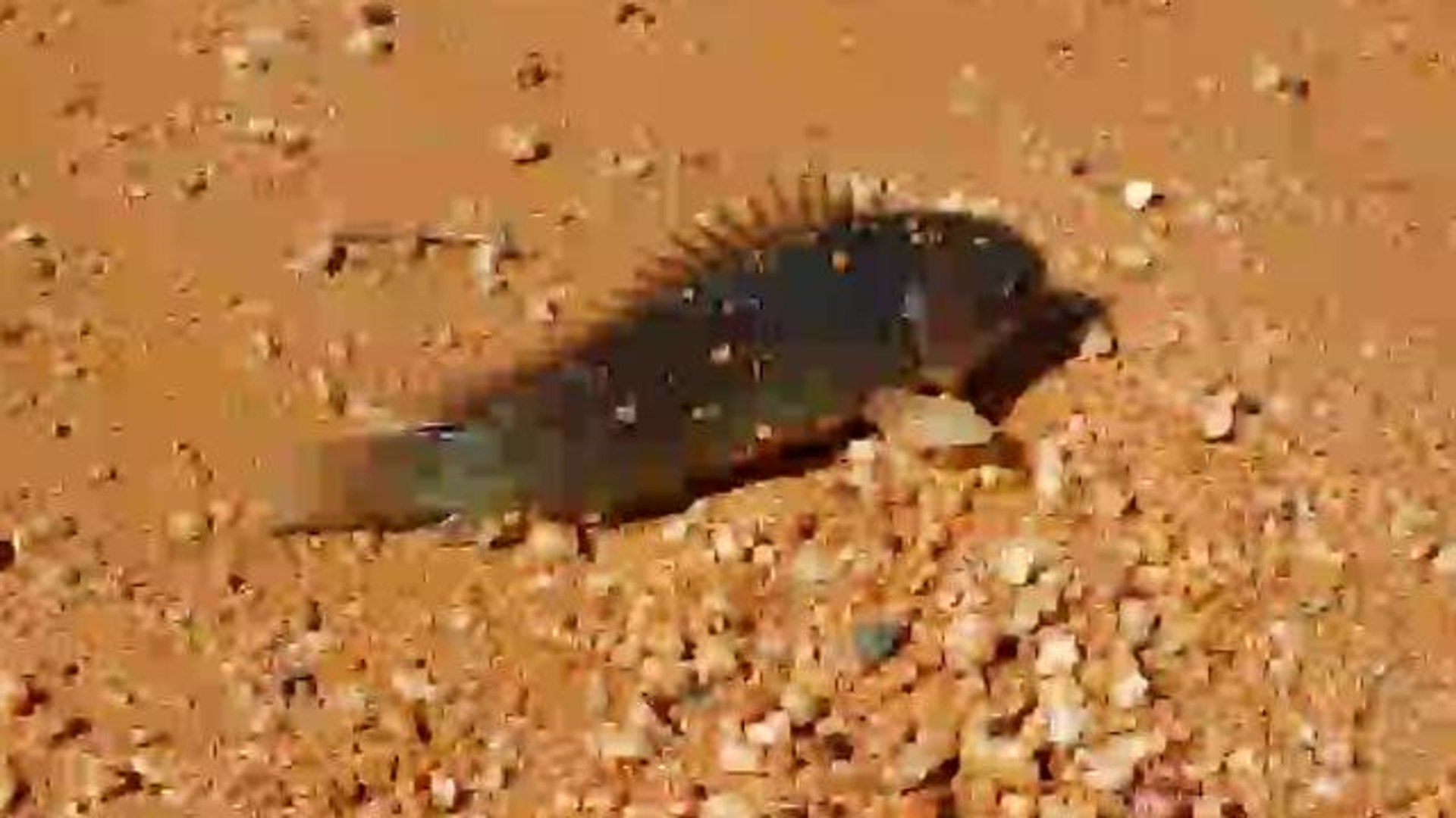 Terrifying fish walks on land, breathes air, threatens to destroy Australia  - video Dailymotion