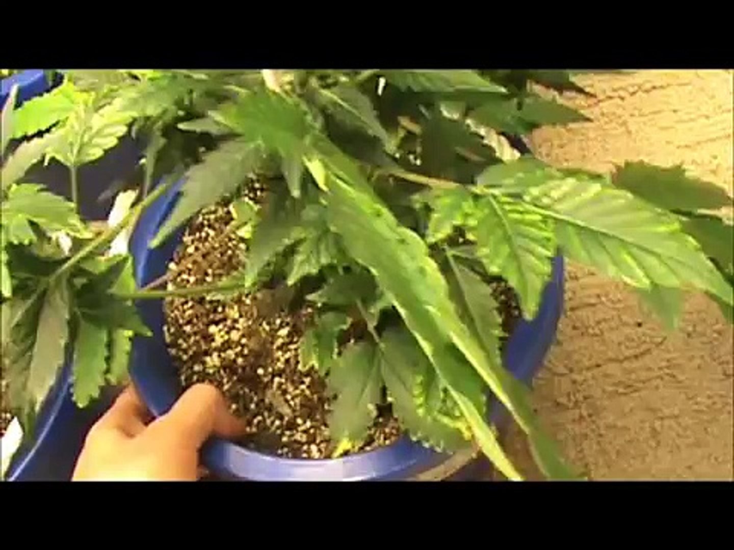 ⁣Harvesting Cannabis Seeds