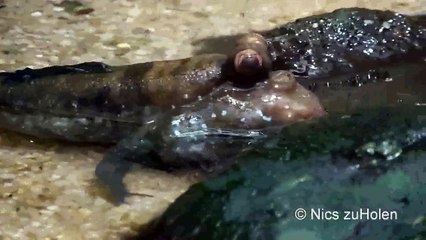 Profondo mostro marino - quando la chirurgia bellezza va male ...