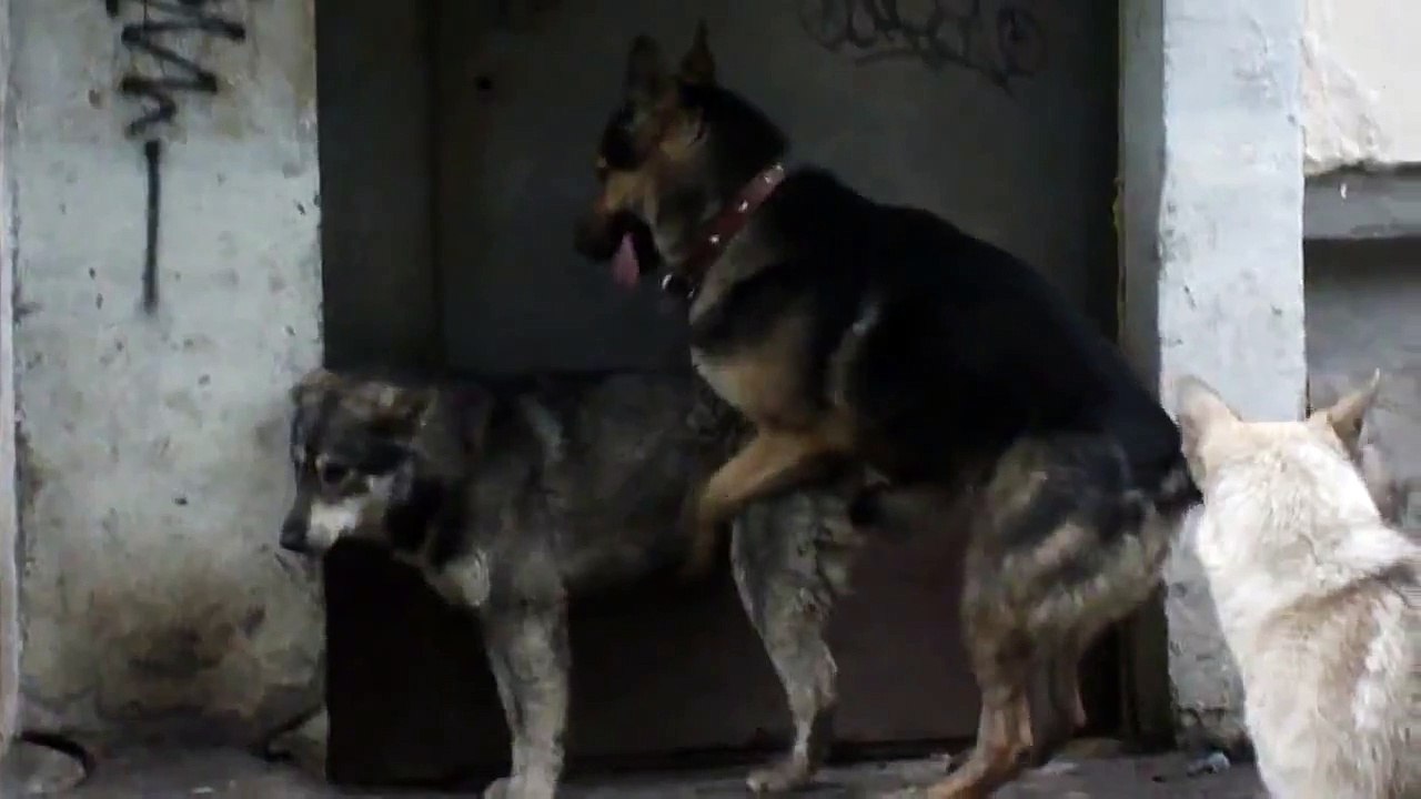 Секс у животных. Секс по собачьи. Кабели трахаются.