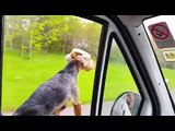 funny dog  looking out of van window
