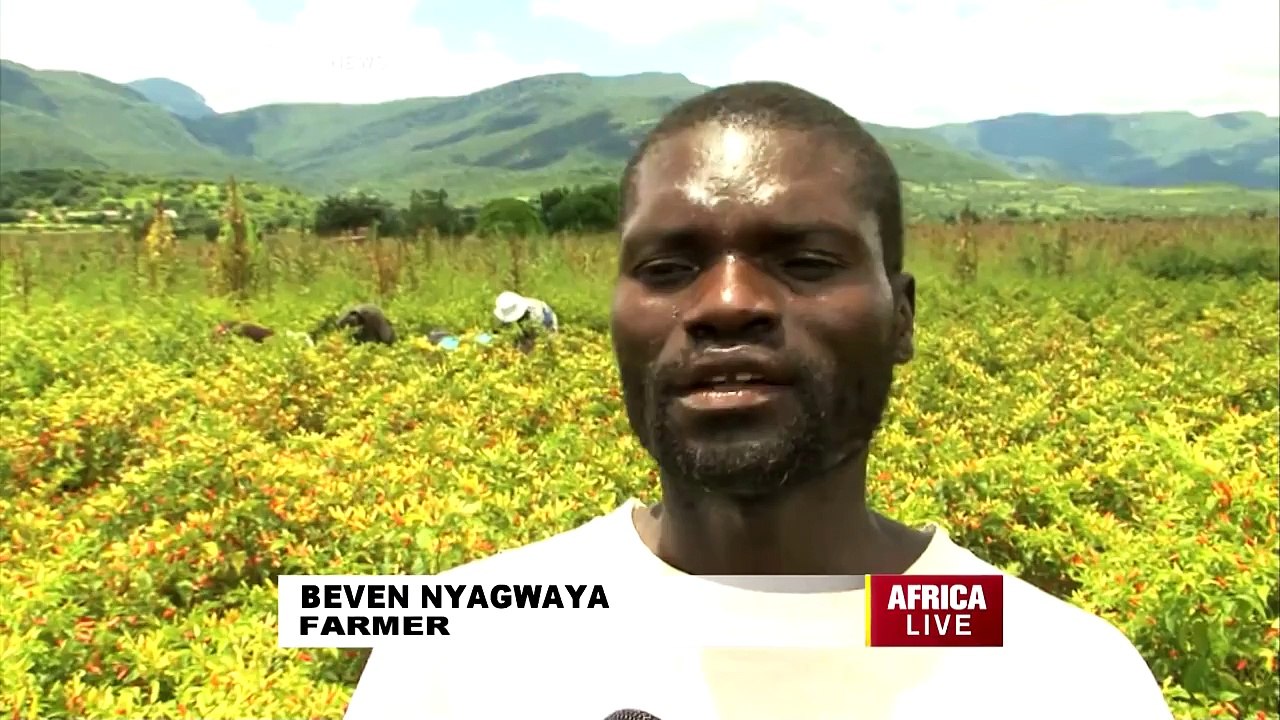 Zimbabwe's Sweet Pepper is Feeding Markets in The USA