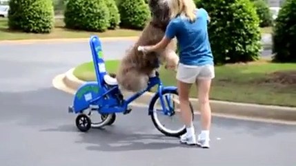Pas de panique, c'est un chien apprenant à rouler à vélo!