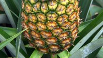 Fairtrade: Hoe groeit een ananas