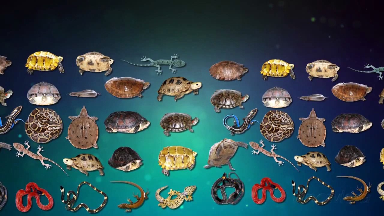 What Is A Reptile?