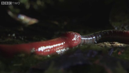 Monster leech swallows giant worm - Wonders of the Monsoon- Episode 4 - BBC  Two - video Dailymotion