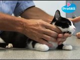 Conseils véto - Comment nettoyer les yeux de son chat ?