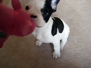 Französische Bulldogge =)