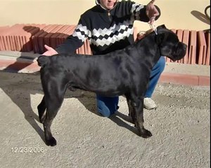 Cane Corso Jarno